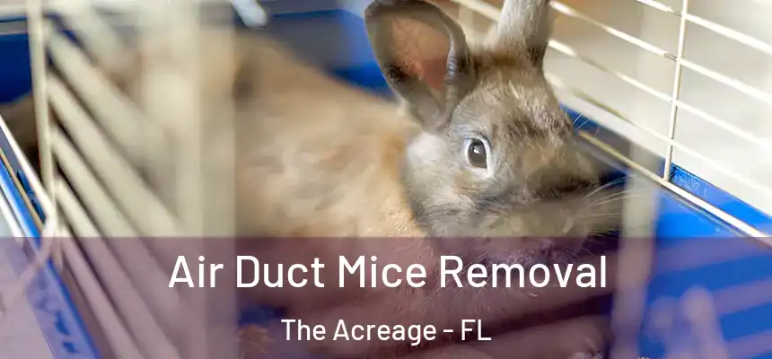  Air Duct Mice Removal The Acreage - FL